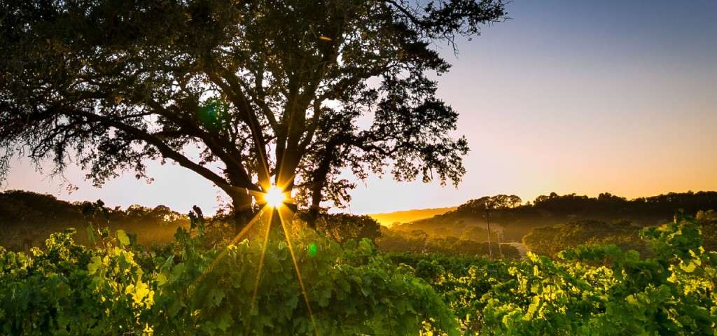 sun peaking through the branches of a tree in a vineyard