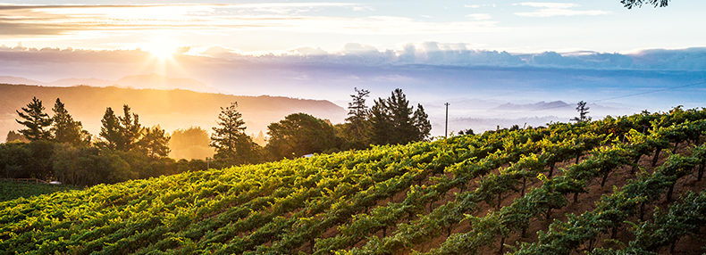 rolling hills of a vineyard over a mist covered valley