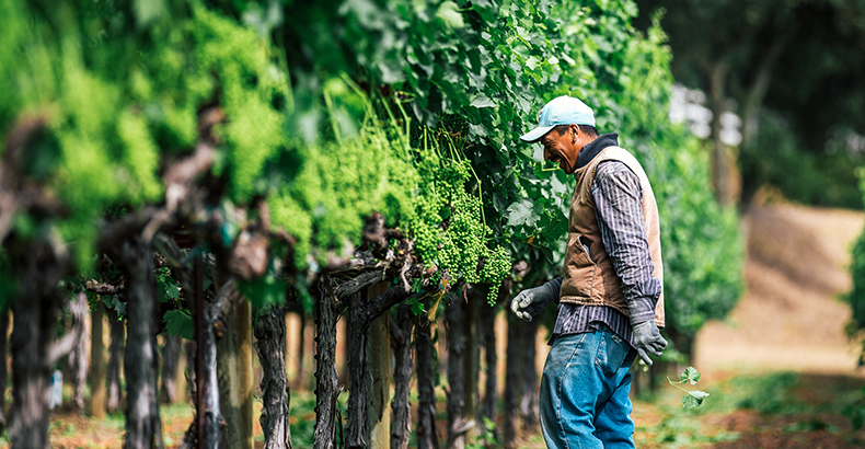 Vineyard worker smiling and pruning the leaves of a grape vine