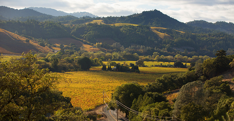 A valley of vineyards showing autumn colors of gold and red, surrounded by trees.