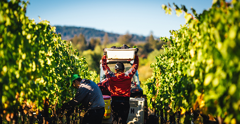 Vineyard workers harvesting grapes between two rows of vines.
