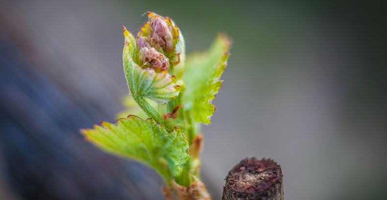Each bud contains all of the ingredients in tiny forms ó shoots, leaves, tendrils and berries, yet to be grapes