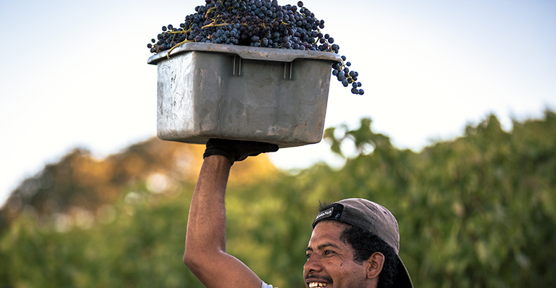man smiling and holding up a bucket of ripe grapes
