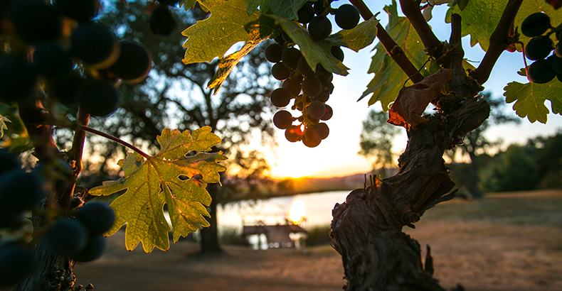 view through grape vines to a sunset over a lake