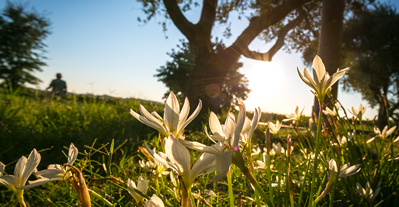 the sun shining between two trees to illuminate wild white flowers in a field
