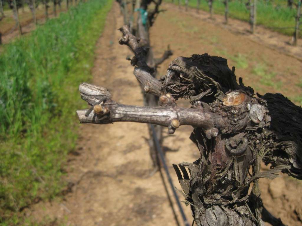 Close up of a pruned old vine