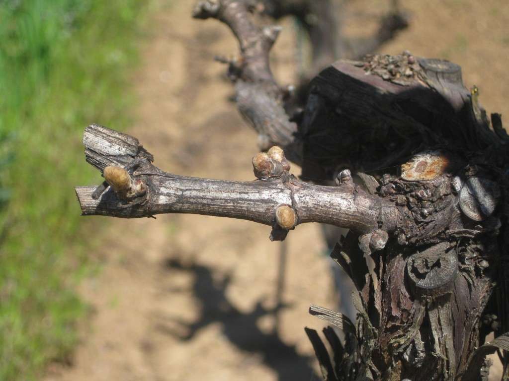 close up of barren pruned vine
