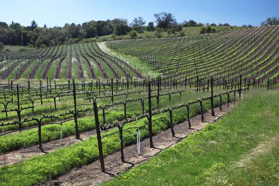 newly sprouted vines in terraced vineyards in early spring.