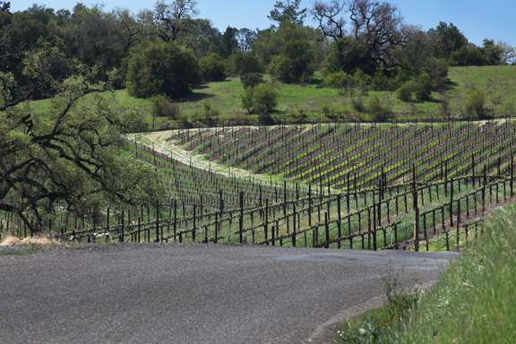 winding road leading to a vineyard