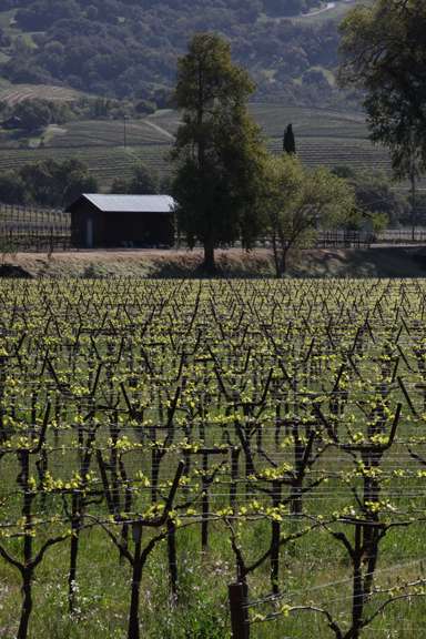 vineyard in the springtime with small brown barn