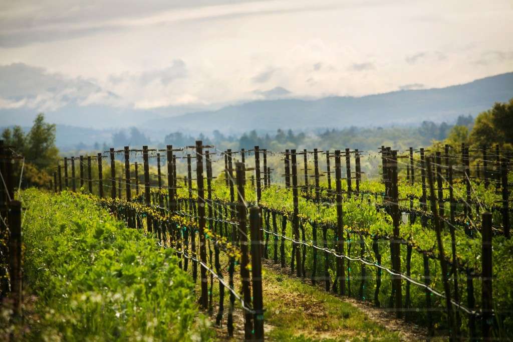 rows of newly sprouting vines, with green crop cover between the vines. Fog and hills in the background.