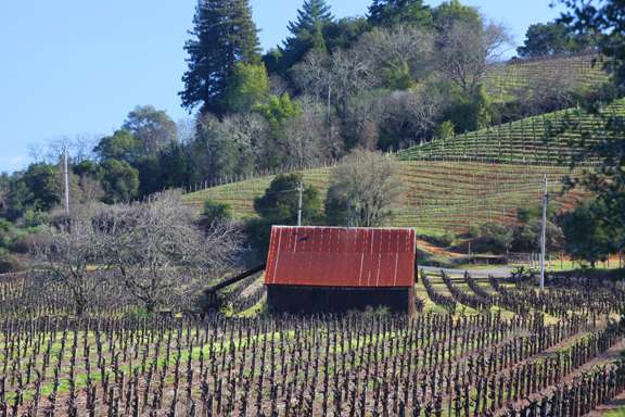 barren rows of vines leading to a red roofed barn