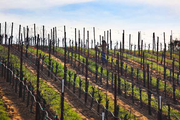 Vineyard worker pruning the vines a barren vineyard