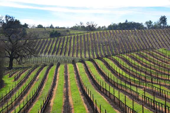 rolling hills of a barren vineyard, green crop cover between the vines.
