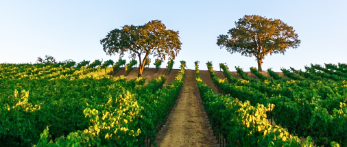 Two trees side by side on the peak of a low hill with rows of green vineyards surrounding them.