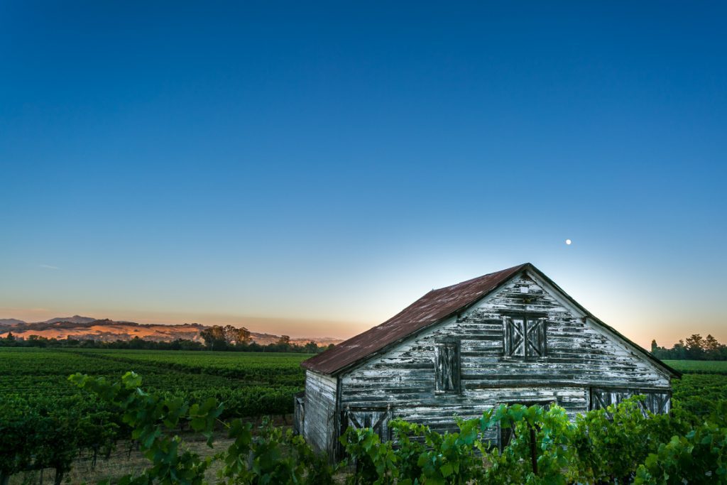 wooden barn in the middle of a vineyard at dusk