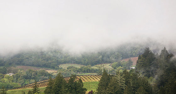valley of vineyard on misty morning