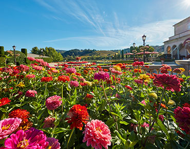 Pink, Yellow and Red flowers in front of a stone winery entrance with hills and a beautiful blue sky in the back ground.