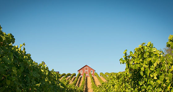 rows of vines leading to a red barn