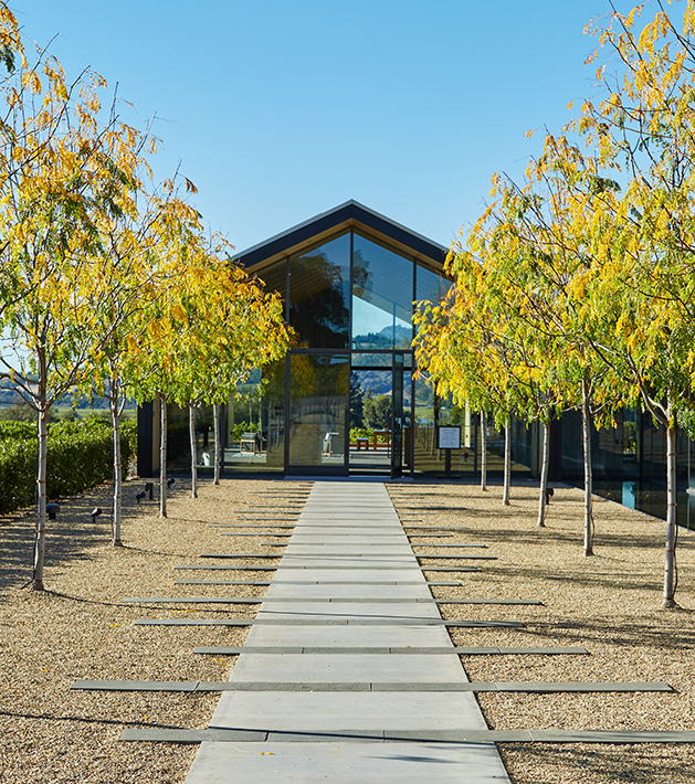 Trees with green and yellow leaves lining a concrete pathway with crushed granite on either side leading to a glass building