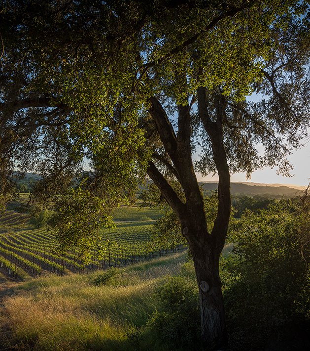 tree overlooking a vineyard in the light of dusk during spring.