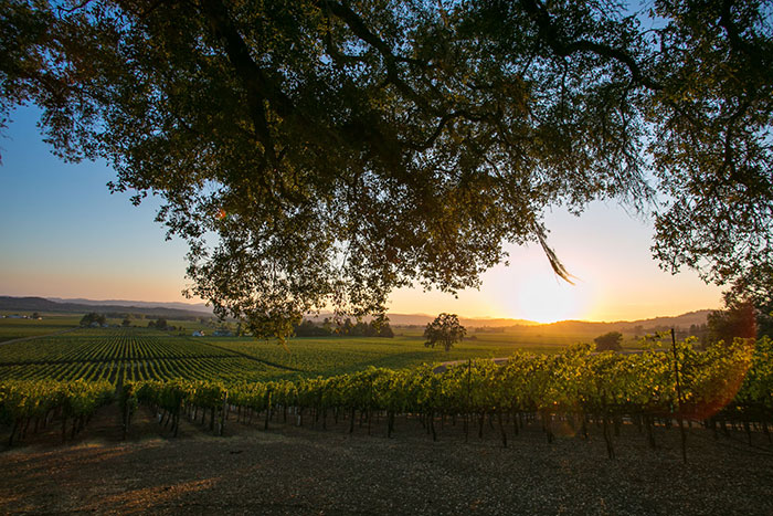 view from under the canopy of a tree looking out into the vineyards at sunset