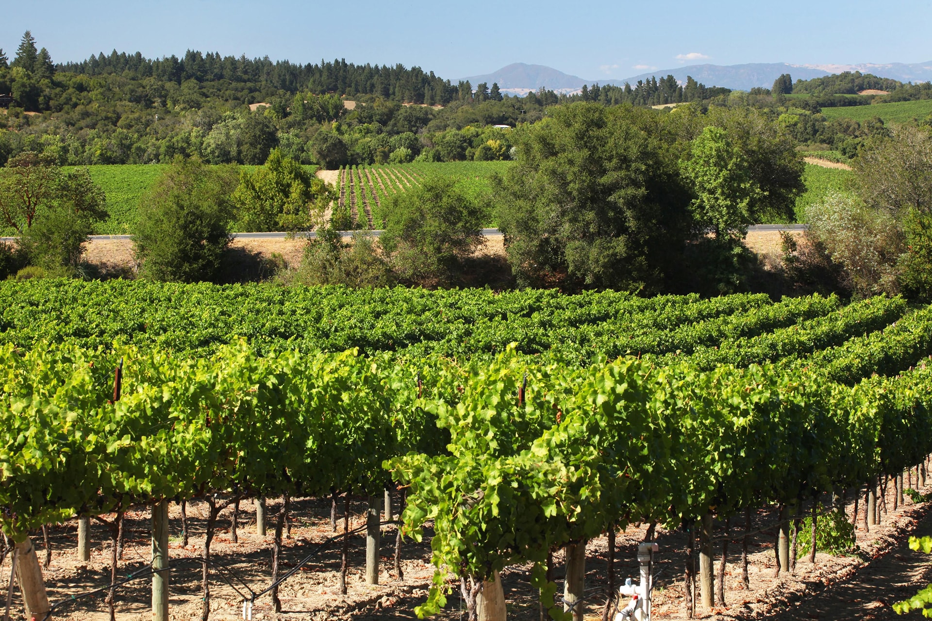 You’ve Arrived at the Wine Road Wine Road