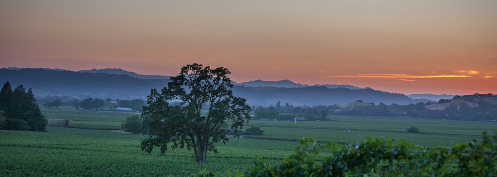 a misty sunset over a vineyard with a lone tree standing in the middle of the vineyard