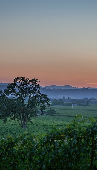 a misty sunset over a vineyard with a lone tree standing in the vineyard
