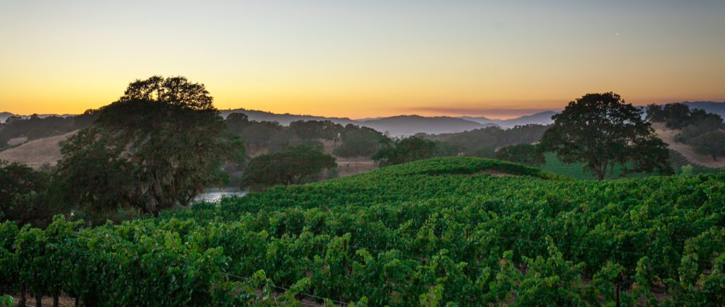 Vineyards in the Summer overlooking hills and fog at Sunset