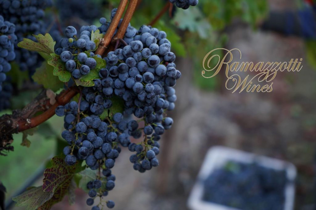 A close up of a cluster of grapes from Ramazzotti Wines.