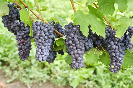 photo of Nebbiolo grapes just before harvest