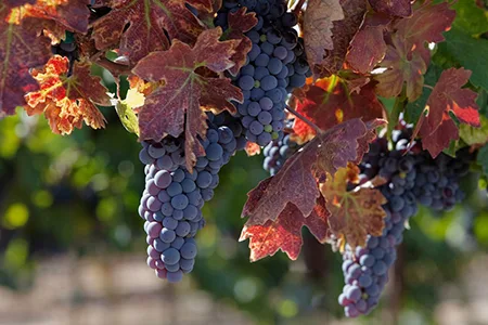 purple grapes hanging form vines with leaves that are turning from green to a reddish rust